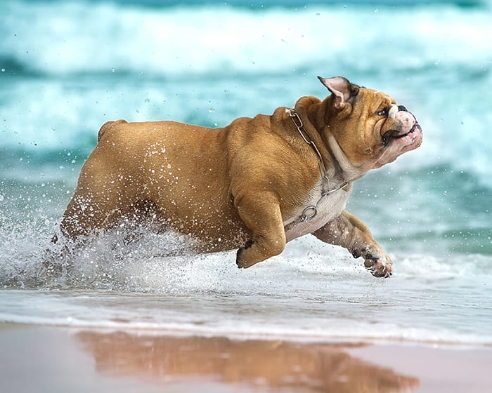 Dog dentist in Santa Rosa