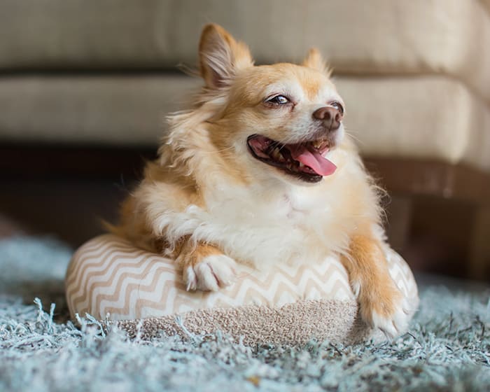 Geriatric Care for Pets in Santa Rosa