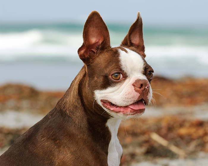 Vet Diagnostic Lab in Santa Rosa