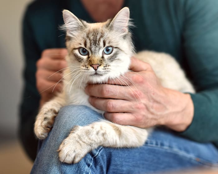 Oncology Services, Santa Rosa Veterinarian