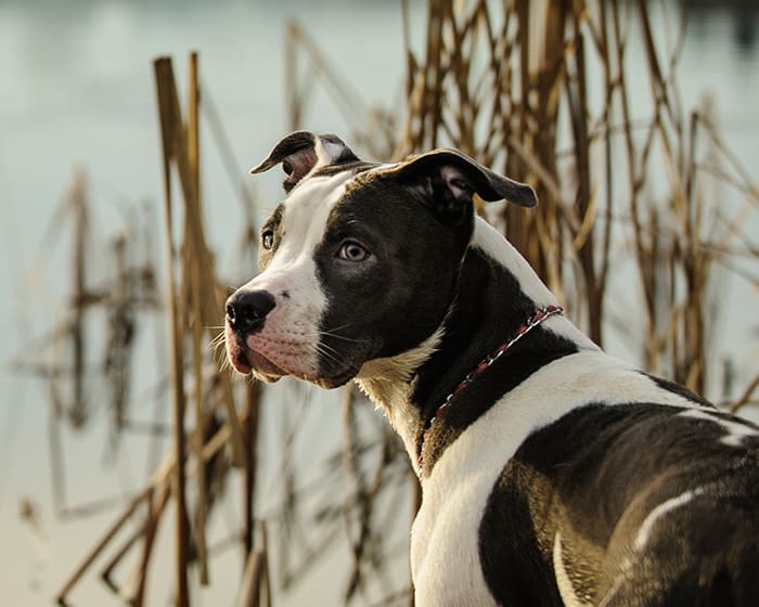 Dog Oncologist in Santa Rosa 