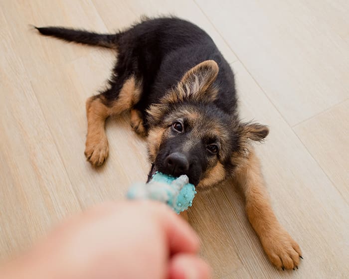 dog is playing after having a pet vaccinations in Santa Rosa